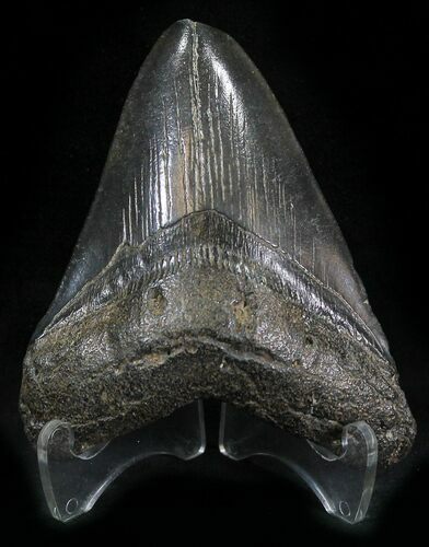 Bargain Megalodon Tooth - South Carolina #25660